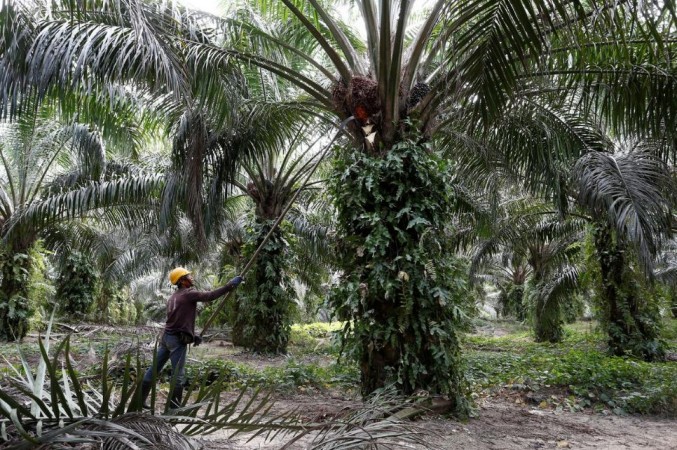 A worker collects palm oil fruits at a plantation in Bahau, Negeri Sembilan, Malaysia January 30, 2019. Palm oil