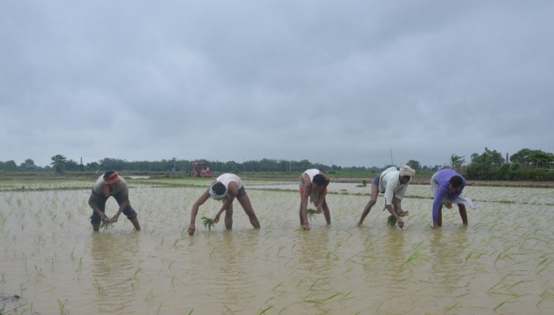 Farmers busy planting paddy saplings at a field during monsoons. Farmers