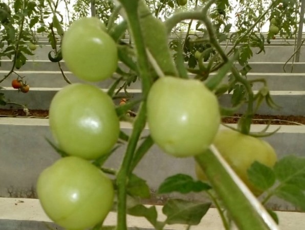 As per the scientists, this research in the horticultural sector has ushered in a new revolution for farmers. New tomato species