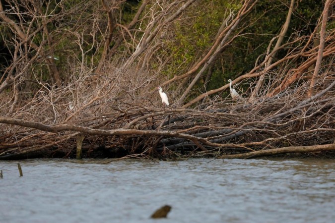 The government has scrambled to work with environmental groups to replant mangroves. Flooding