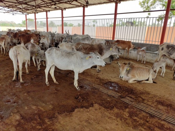 Lucknow: Uttar Pradesh Chief Minister Yogi Adityanath visits to a cow shelter run by his predecessor Akhilesh Yadav's step-brother Prateek and his wife Apana Yadav, in Lucknow on March 31, 2017. Also seen Uttar Pradesh Minister Swati Singh and Samajwadi Party leader Aparna Yadav. cow shelter
