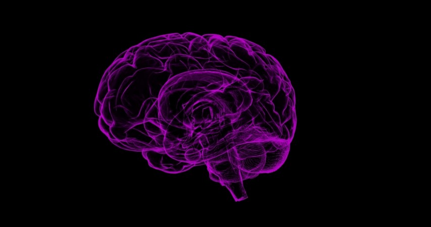 Brain Brain