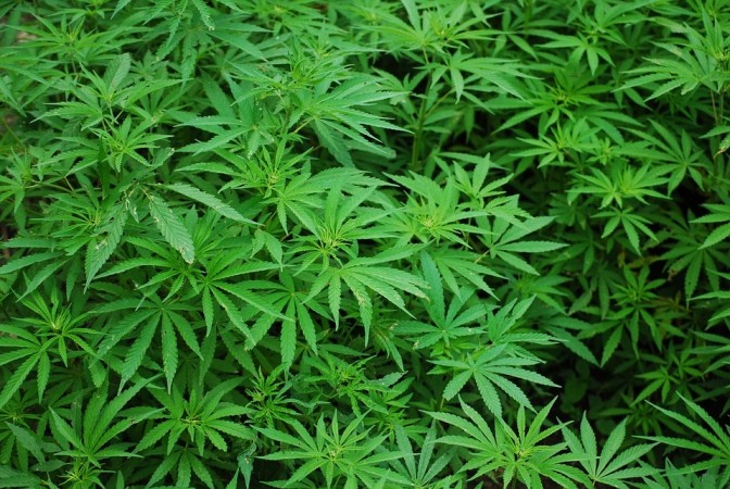 While several studies have examined the direct effect of cannabis intoxication on driving, no other studies until now have examined the effects on driving in heavy marijuana users who are not high. Marijuana