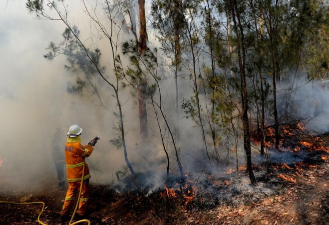 A NSW Rural Firefighter establishes a backburn during bushfires in Mangrove Mountain, New South Wales, Australia. Australia bush fire
