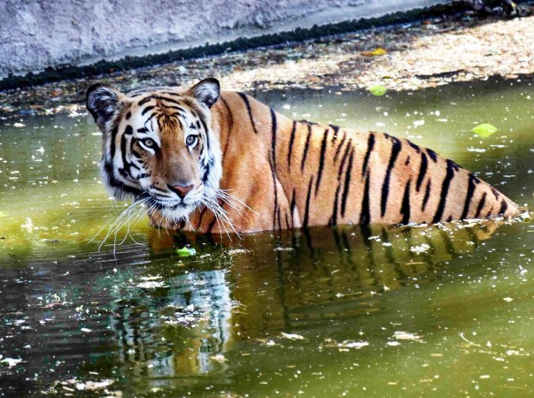 Sumatran tigers are found only on the Sumatra island and are listed as critically endangered in the Red List of the International Union for the Conservation of Animals, with just around 400-600 specimens believed to be surviving in the wild. royal bengal tiger