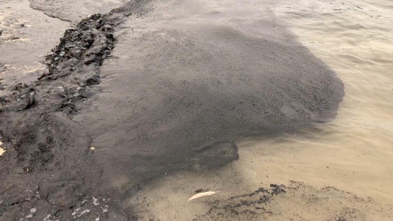Ash from bushfires in the water on Balmoral beach in Sydney. Sydney ash