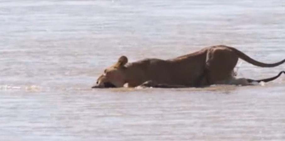 The lioness waded into the river with her three young cubs in tow. lion cub video