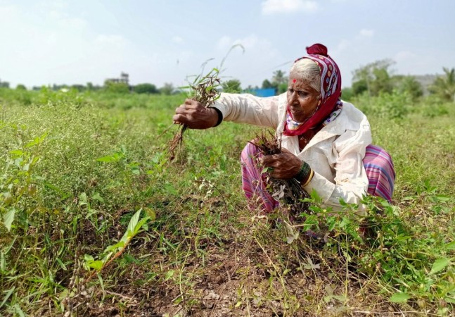 Shantabai Chikhale, a farmer, harvests damaged soybean crops at Kalamb village in Pune district in Maharashtra. Farmer