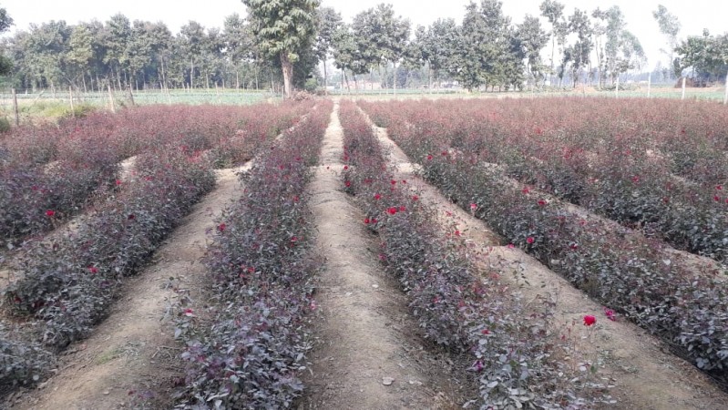Flower farming. Flower