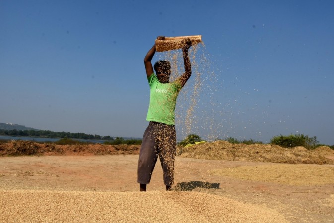 A farmer busy winnowing paddy. Rice