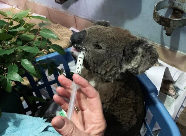 A burnt koala named Anwen, rescued from Lake Innes Nature Reserve, receives formula at the Port Macquarie Koala Hospital ICU in Port Macquarie, Australia. Koalas