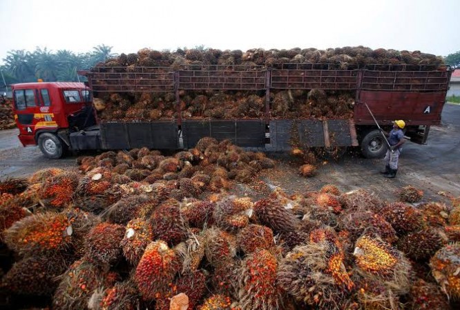 A worker unloads palm oil fruits from a lorry inside a palm oil factory in Salak Tinggi, outside Kuala Lumpur, Malaysia. Palm oil fruits