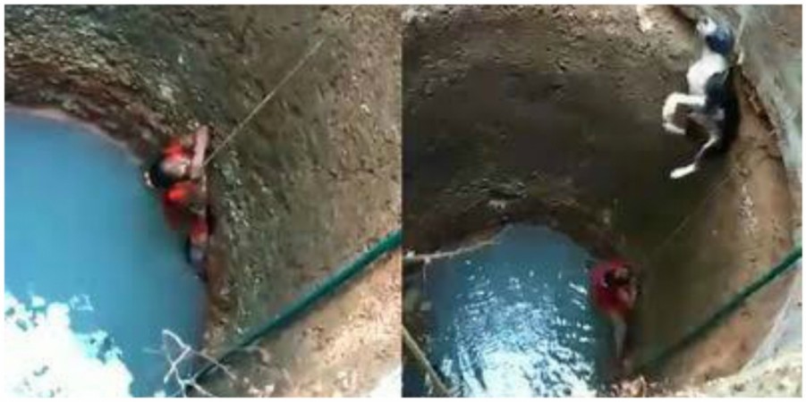 Woman saves dog in Mangaluru mangaluru woman
