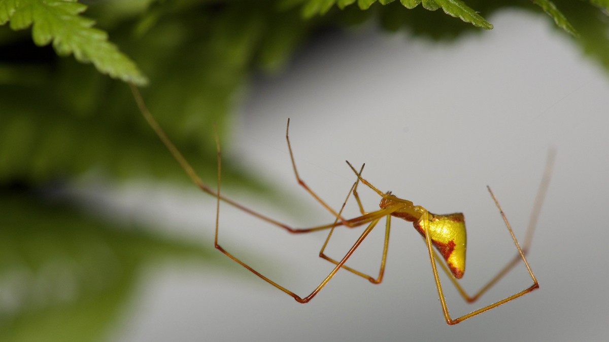 Hawaiian spider species evolved numerous times over 3 million years ...