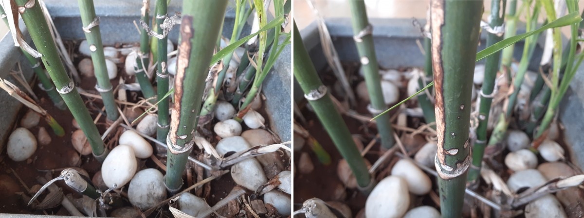 Samsung Galaxy M30 review: Portrait test rear camera Samsung Galaxy M30 review: Portrait test rear camera