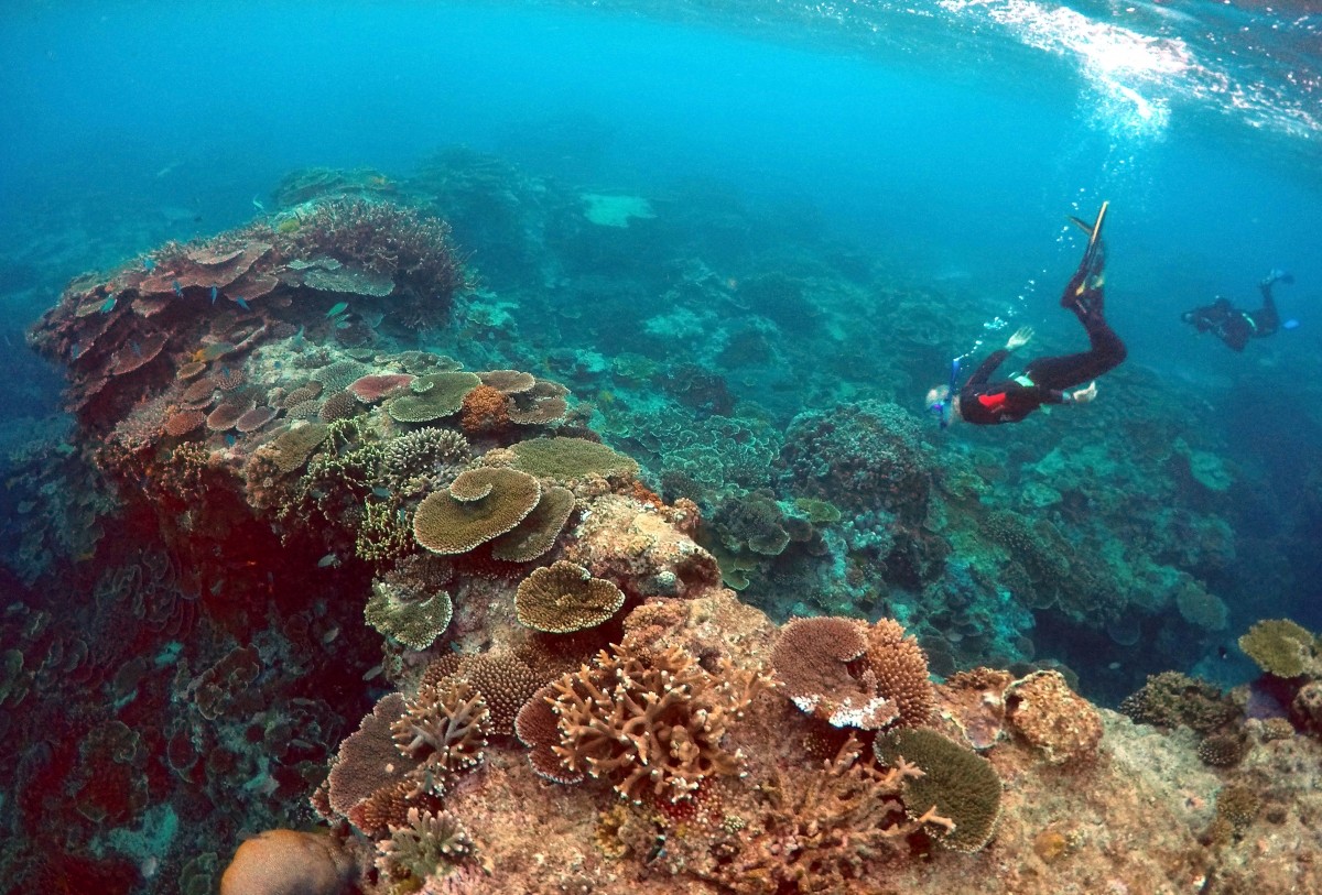 The Great Barrier Reef declared dead; here is a look at the stunning ...