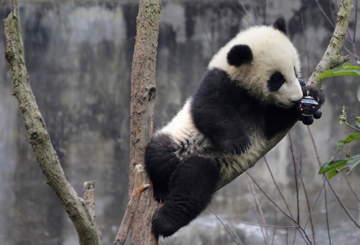 Baby giant pandas at play in China are just the cutest things ever!