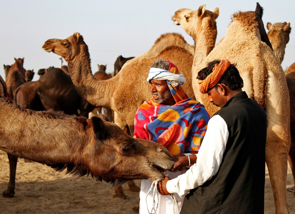 Camels are brought by traders to the Pushkar Fair. Rajasthan
