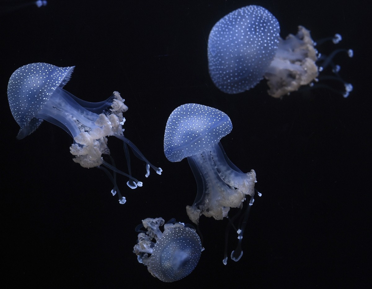 In photos: Jellyfish may look like floating pieces of art, but lately ...