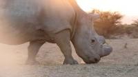 In Kenya, the end is nigh for northern white rhinos