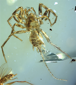 Ancient spider-like creature with a tail Ancient spider-like creature with a tail