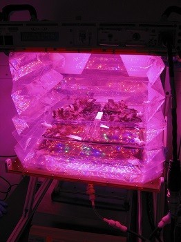 Outredgeous red romaine lettuce plants grow inside a prototype Vegetable Production System (Veggie). Veggie will grow safe, fresh plants for food and provide recreational activity to crew aboard the International Space Station (NASA/Gioia Massa)
