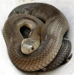 Asexual Reproduction is Common in Wild Snakes, Recent Study Shows