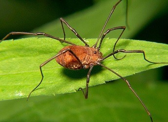 Fossil of Daddy Longlegs Suggest its Ancestors had a Second Set of Eyes (Wiki Commons/ Bruce Marlin)