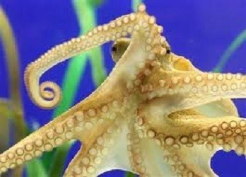 Huge Octopus Attacks and Attempts to Steal Diver’s Camera