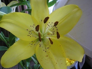Easter Lilies Toxic to Cats, FDA Warns (Wikimedia Commons/Ali_K)