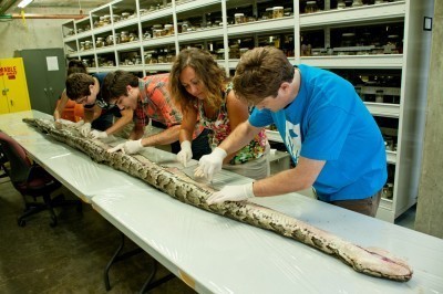 Researchers at the Florida Museum of Natural History on the University of Florida campus examine the internal anatomy of the largest Burmese python found in Florida to date. The 17-foot-7-inch snake weighed 164 pounds and carried 87 eggs in its oviducts, a state record. Photo: University of Florida photo by Kristen Grace / Florida Museum of Natural History Giant 17 Ft Burmese Python Carrying a Record 87 Eggs