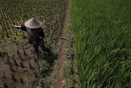 Rise in Carbon Dioxide Level Linked to Low Quality Food