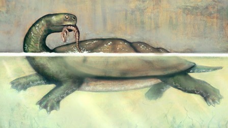 A Gigantic Turtle Fossils Found In Colombia