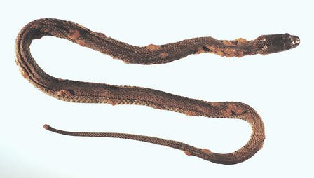 A northern water snake (Nerodia sipedon) with crusty and thickened scales overlaying raised blisters as a result of a fungal skin infection. © snake fungal disease