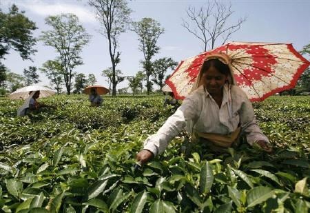 Assam Tea Garden