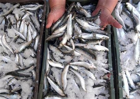 Sea Food at New York Market Suspected of Causing Rare Skin Infection