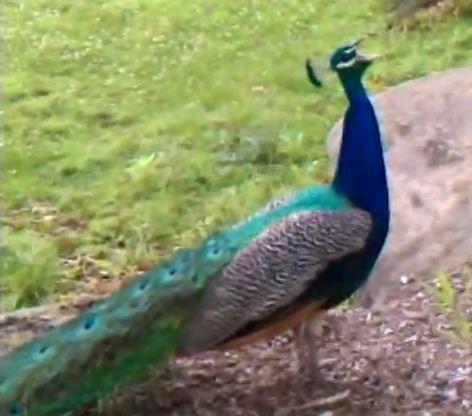 12 heat-related Peacock deaths reported in Hasanpur.