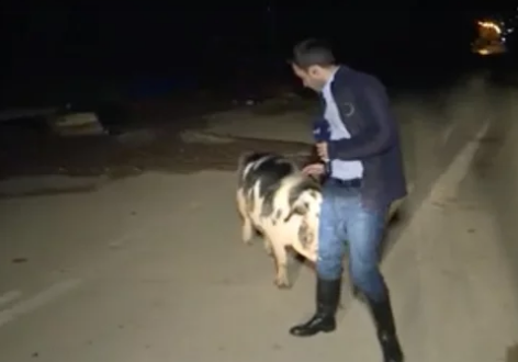 Image: Reported chased by pig on live TV in Kineta/ Twitter Pig Tweet