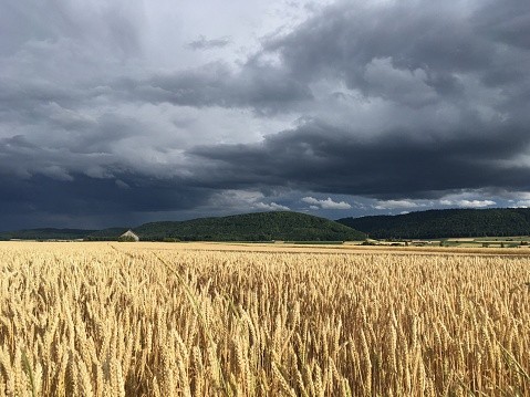 Fertilisers might soon be obsolete Rainfall in field