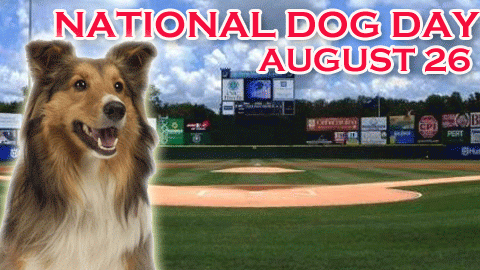 National Dog Day Pictures, Quotes, Messages - Photos ...