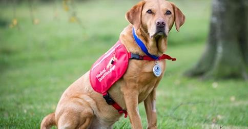 Dog Receives Blue Cross Medal For Saving Owner's Life By Sniffing Out Cancer