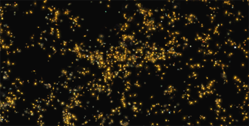 The distribution of galaxies, from Sloan Digital Sky Survey (SDSS), in Saraswati supercluster. It is clearly visible that the density of galaxies is very high in the Saraswati supercluster region. The typical size of a galaxy here is around 250,000 light years. The galaxy sizes are increased for representation Saraswati, IUCAA, space, discovery,