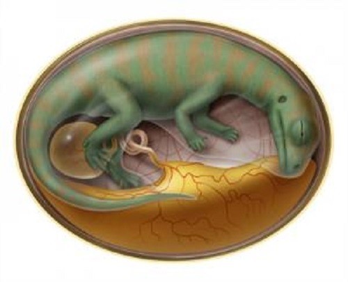 Dinosaur Embryo