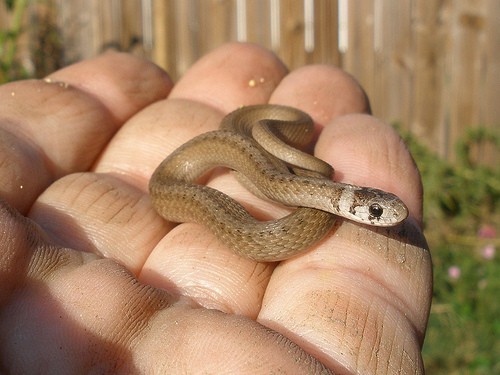 Snake