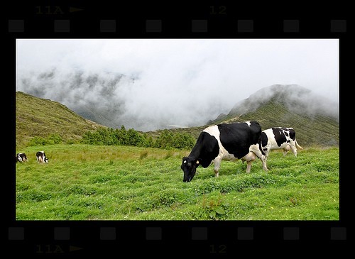 Cows grazing