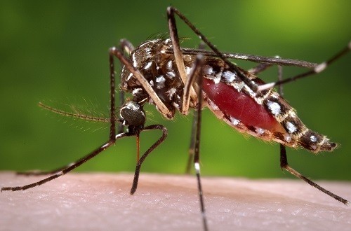 A female Aedes aegypti mosquito A female Aedes aegypti mosquito, Dengue