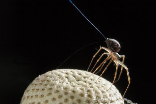 Spider flight is not only dependent on wind Flying Spider