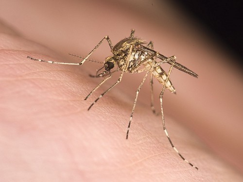 Dengue is gaining more hold on the western suburbs of Mumbai, lately, according to local media reports Mosquito