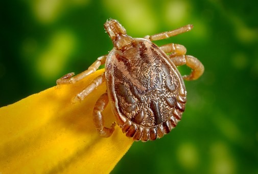 Cayenne tick Cayenne tick