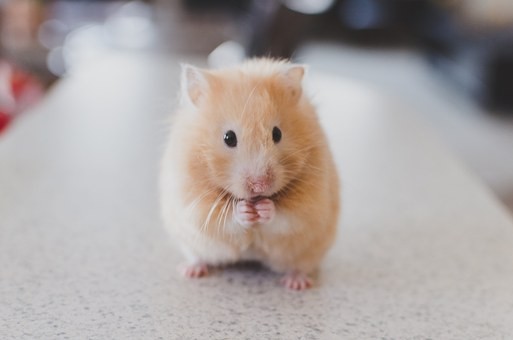 Hamster Hamster